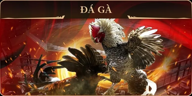 Trải Nghiệm Sảnh Đá Gà GA28 Tại Sodo6789 Với Chất Lượng Đỉnh Cao 2 Trải Nghiệm Sảnh Đá Gà GA28 Tại Sodo6789 Với Chất Lượng Đỉnh Cao