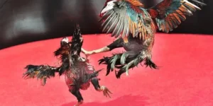 Bí Kíp Chơi Đá Gà Sabong Tại Sodo6789 Từ Các Cao Thủ Hàng Đầu