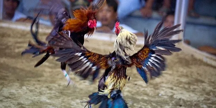 Bí Kíp Chơi Đá Gà Sabong Tại Sodo6789 Từ Các Cao Thủ Hàng Đầu 2 Bí Kíp Chơi Đá Gà Sabong Tại Sodo6789 Từ Các Cao Thủ Hàng Đầu